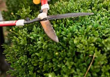 Tree & Shrub Pruning